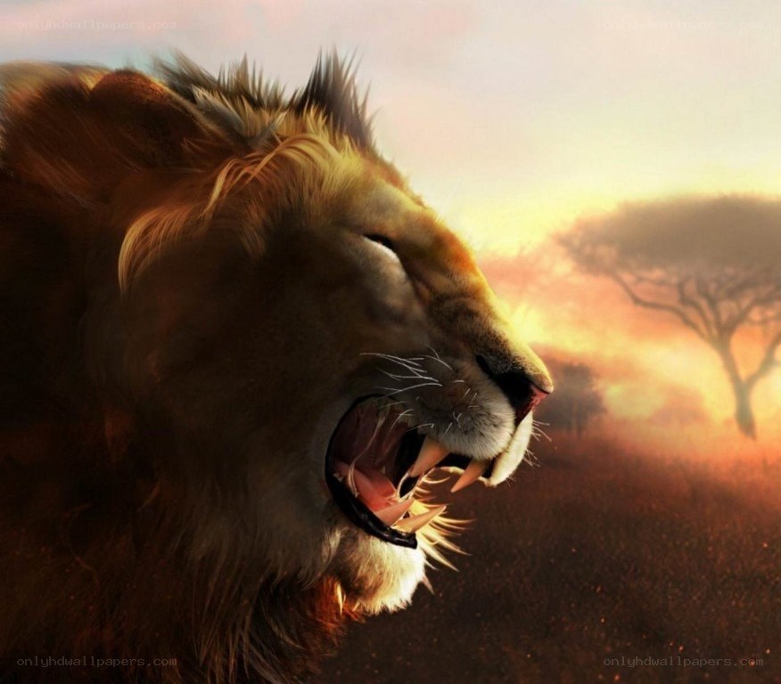 Lion roaring at sunset