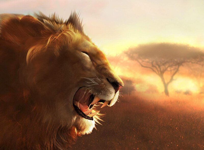 Lion roaring at sunset