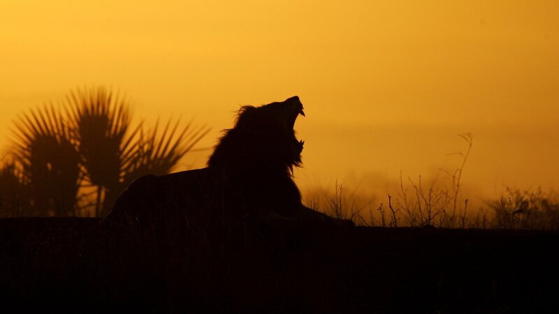 Lion Roaring at Sunset — Orange, Dramatic