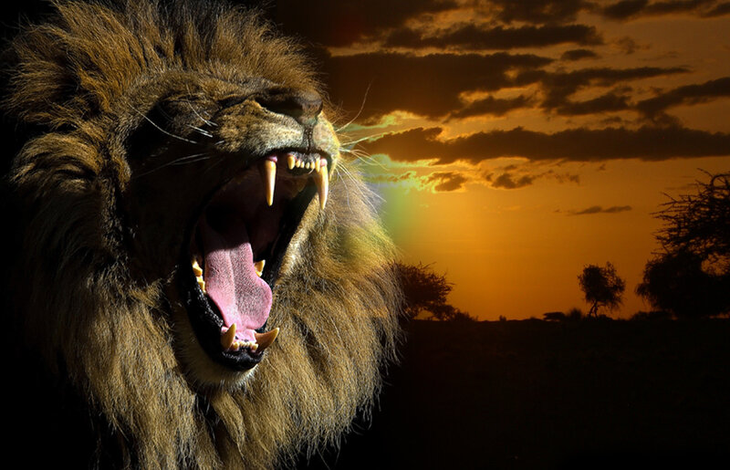 Lion Roaring at Sunset — Orange