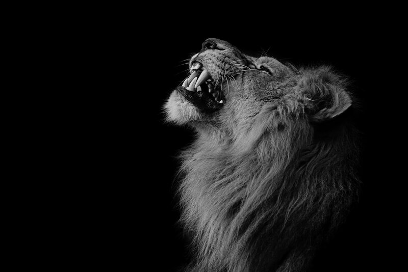 Lion Roaring — Black, Dramatic