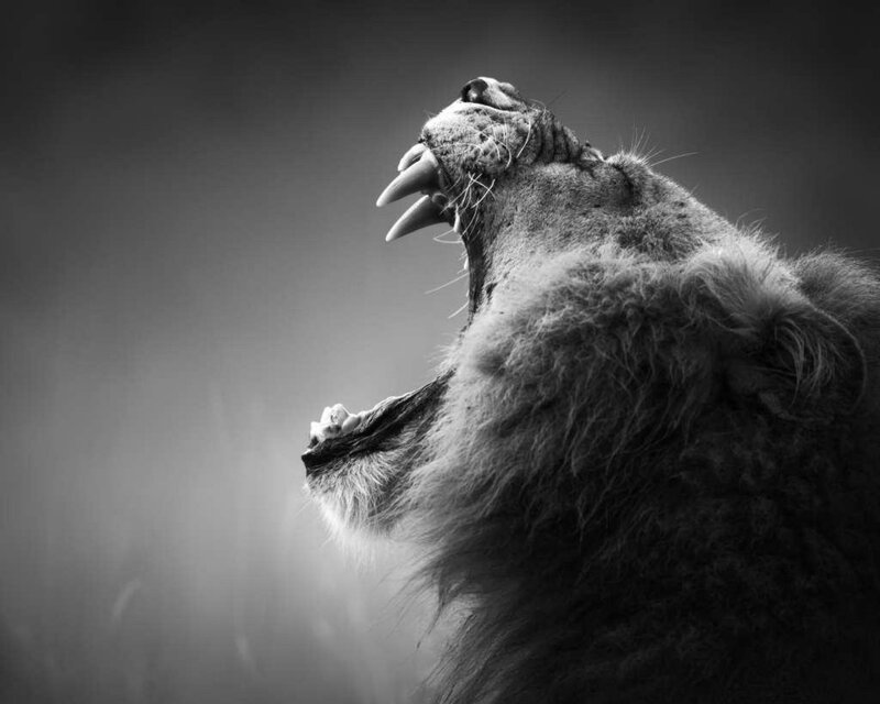 Lion Roaring — Black