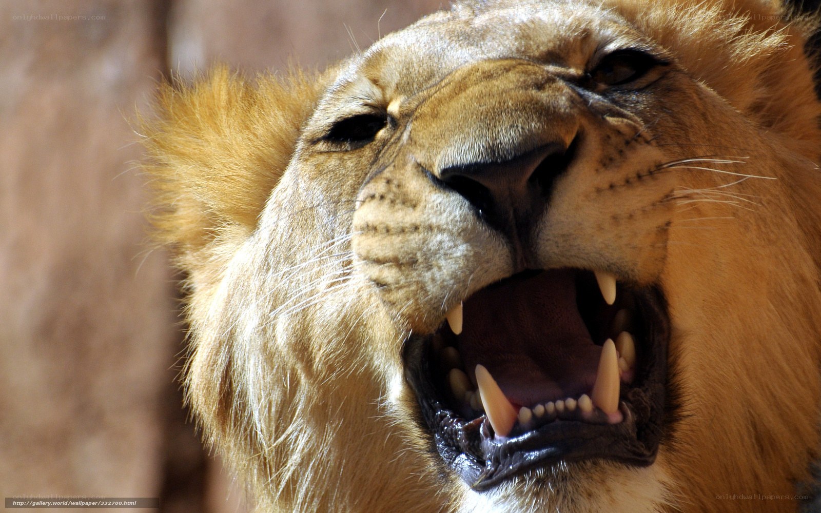 Lion roaring in close-up
