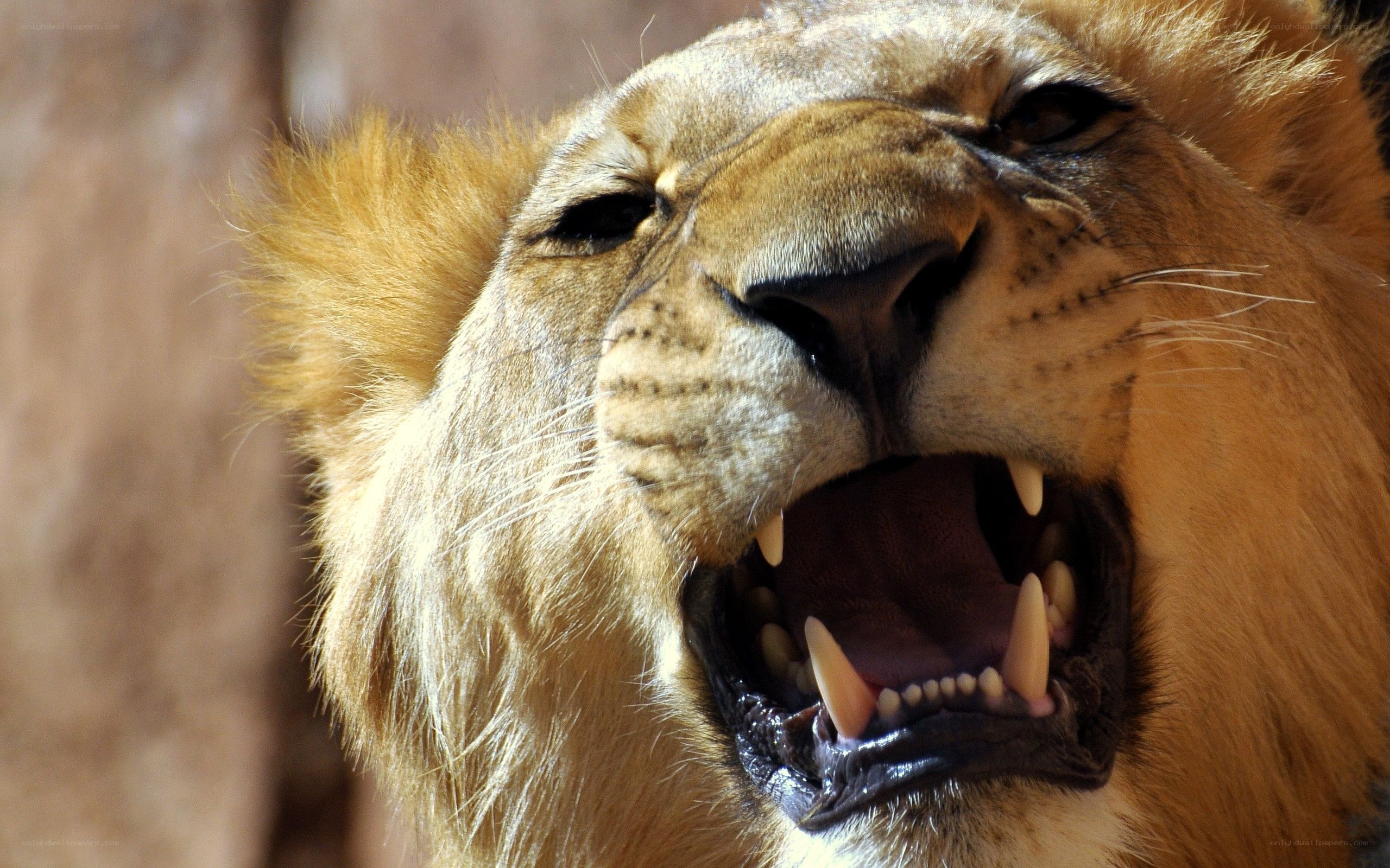 Lion roaring in close-up