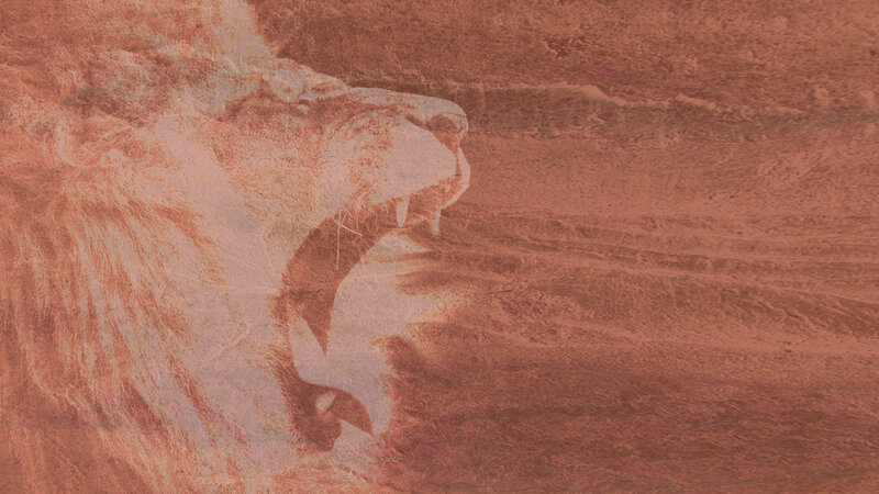 lion roaring in desert
