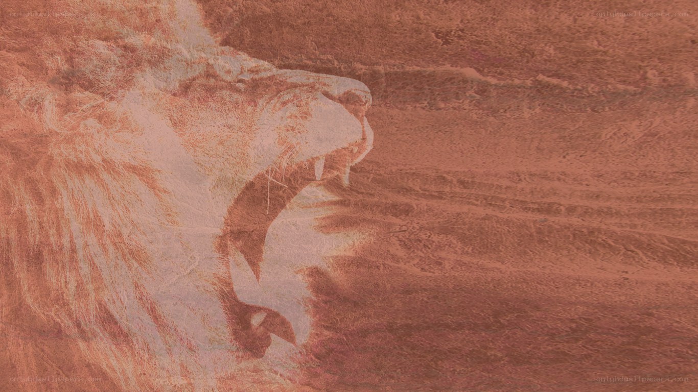 lion roaring in desert