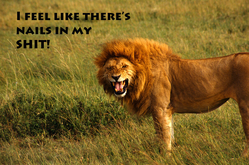 lion roaring in grass