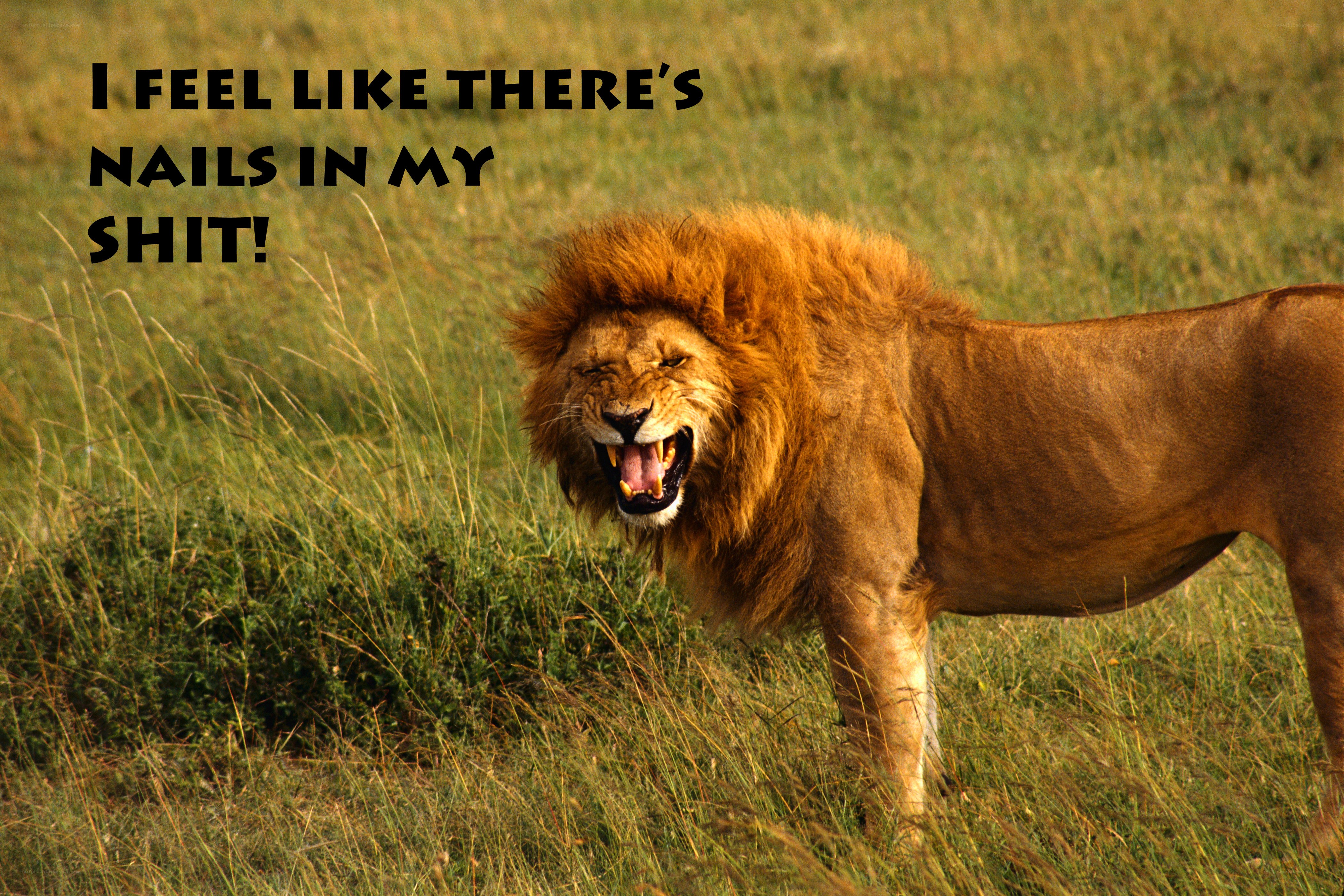 lion roaring in grass