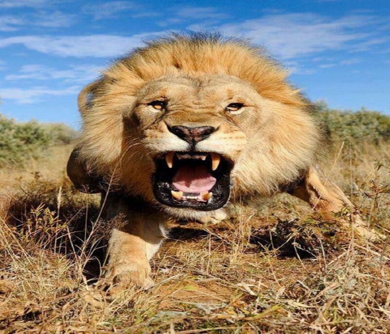 Lion Roaring in Grass — Brown