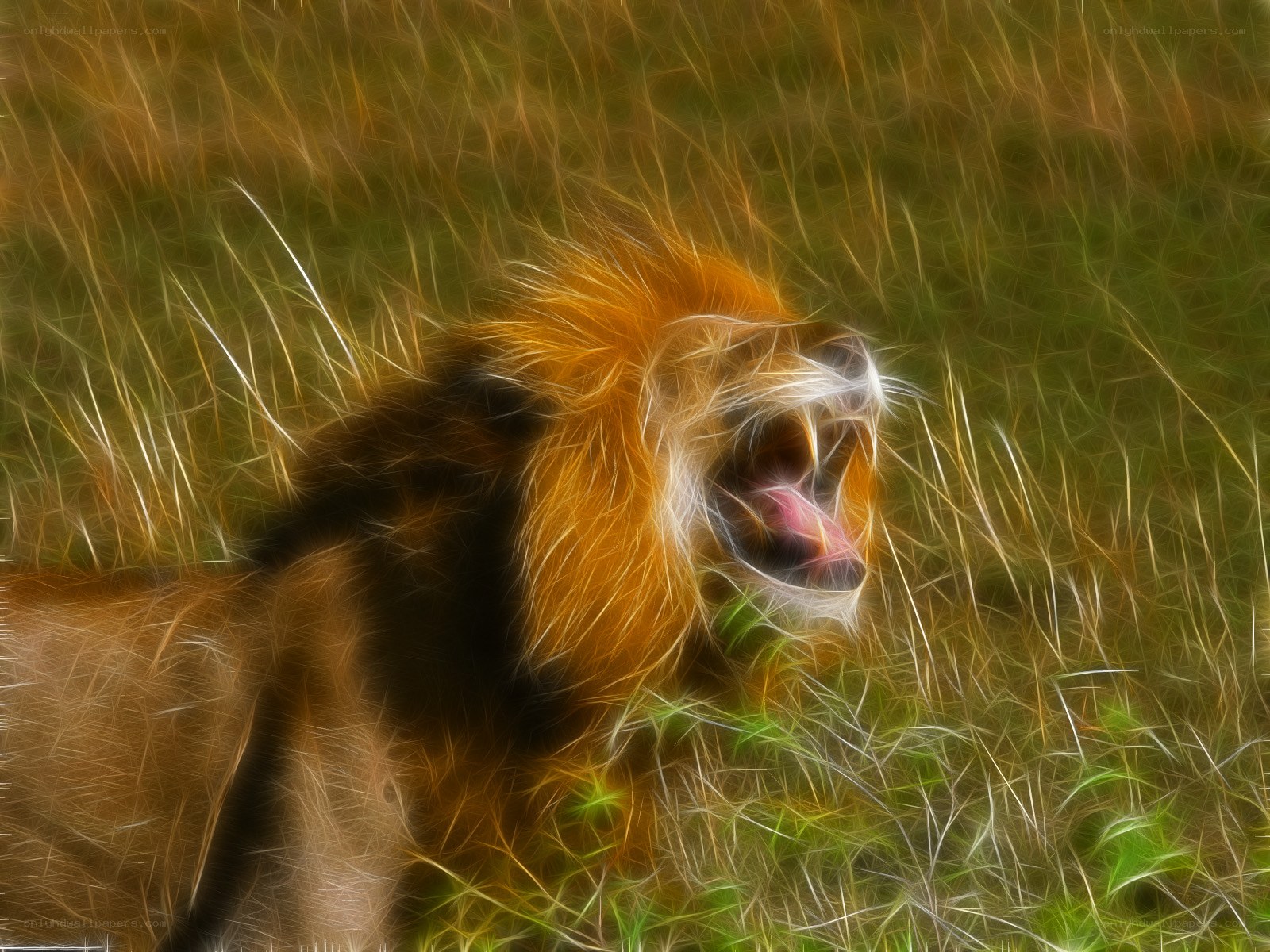 Lion roaring in grass