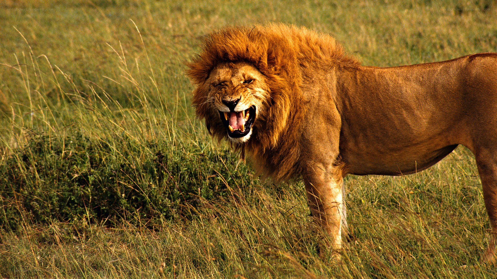 Lion roaring in grassland