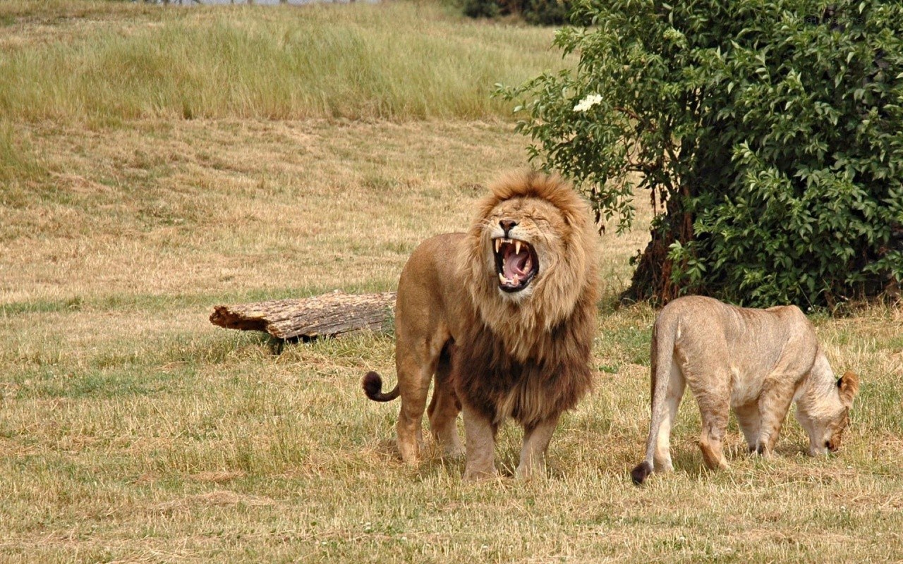Lion roaring in grassland