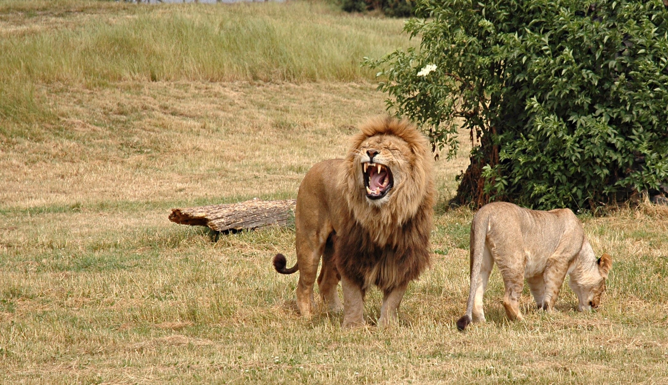 Lion roaring in grassland