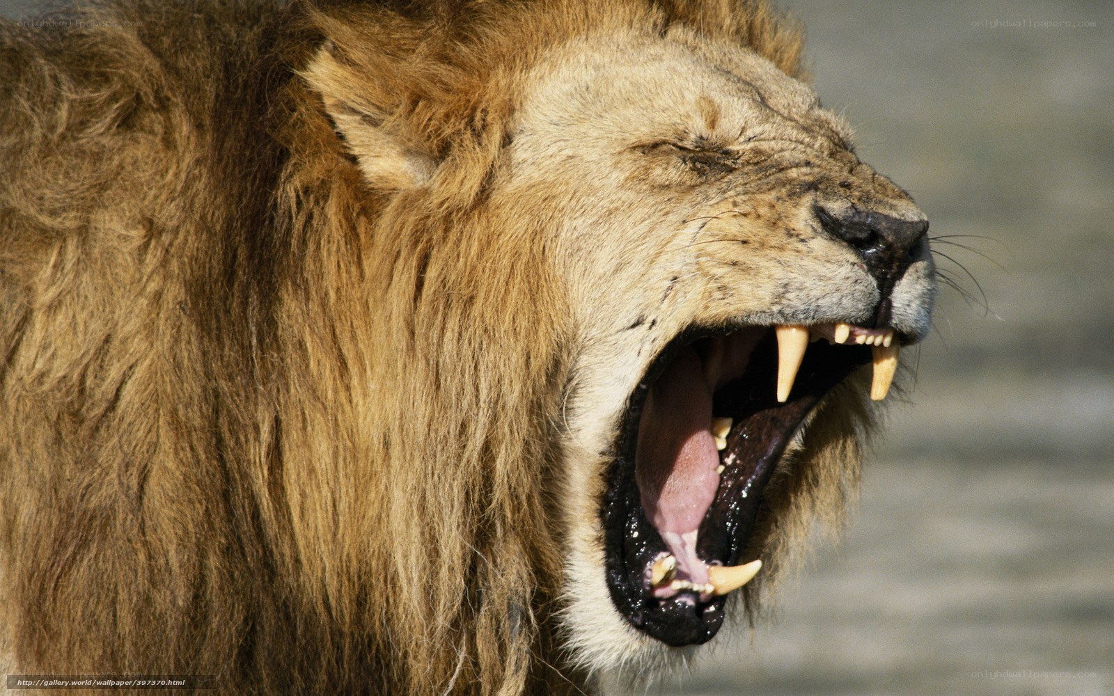 lion roaring in profile