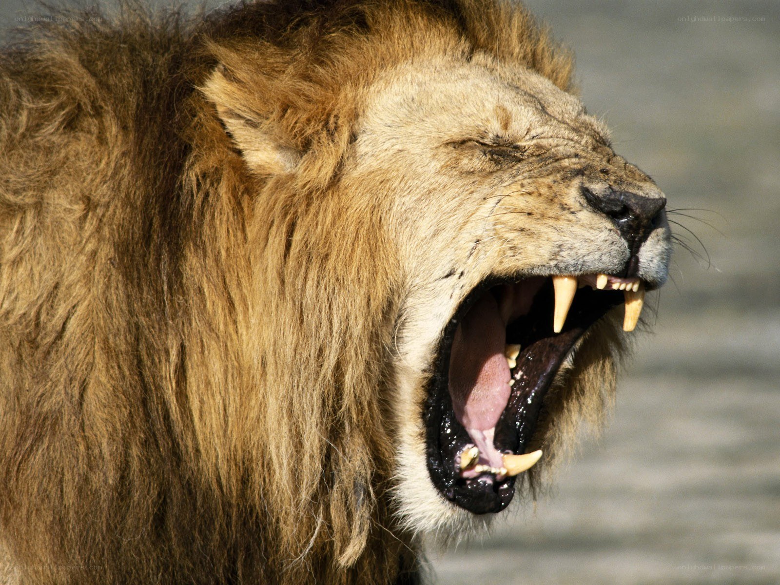 lion roaring in profile