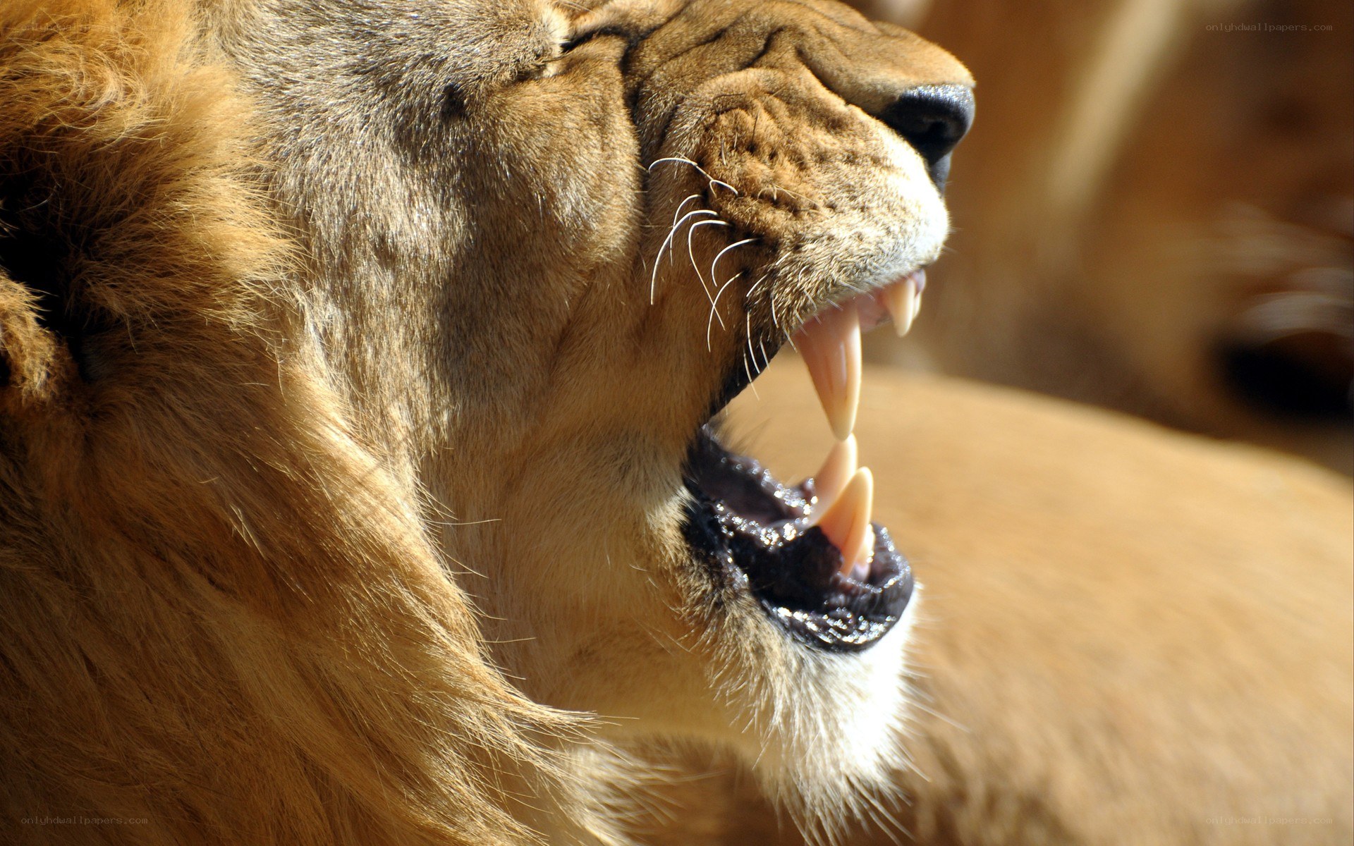Lion roaring in profile