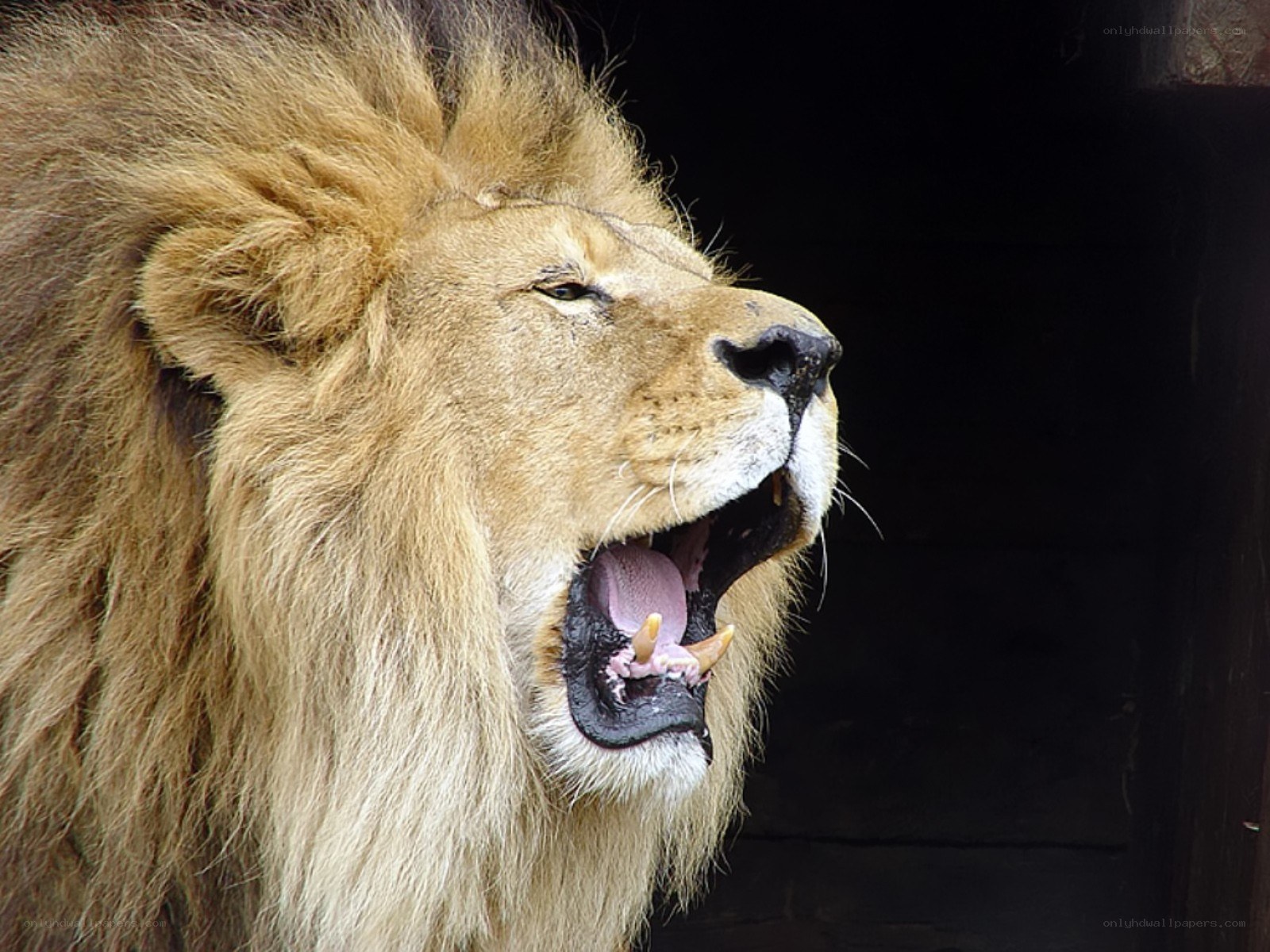 Lion roaring in profile