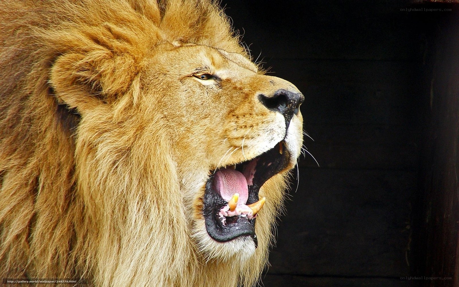 lion roaring in profile
