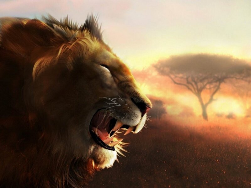 Lion Roaring in Savanna — Orange, Dramatic
