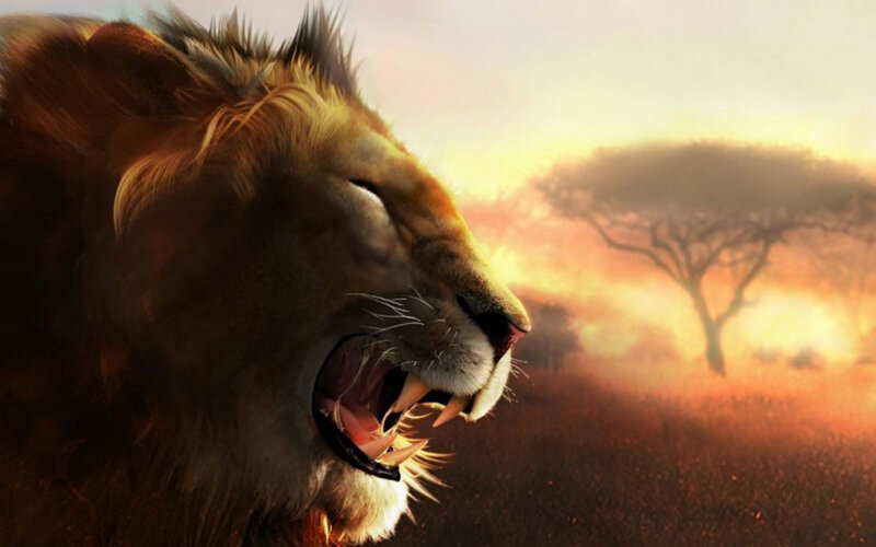 Lion Roaring in Savanna — Orange