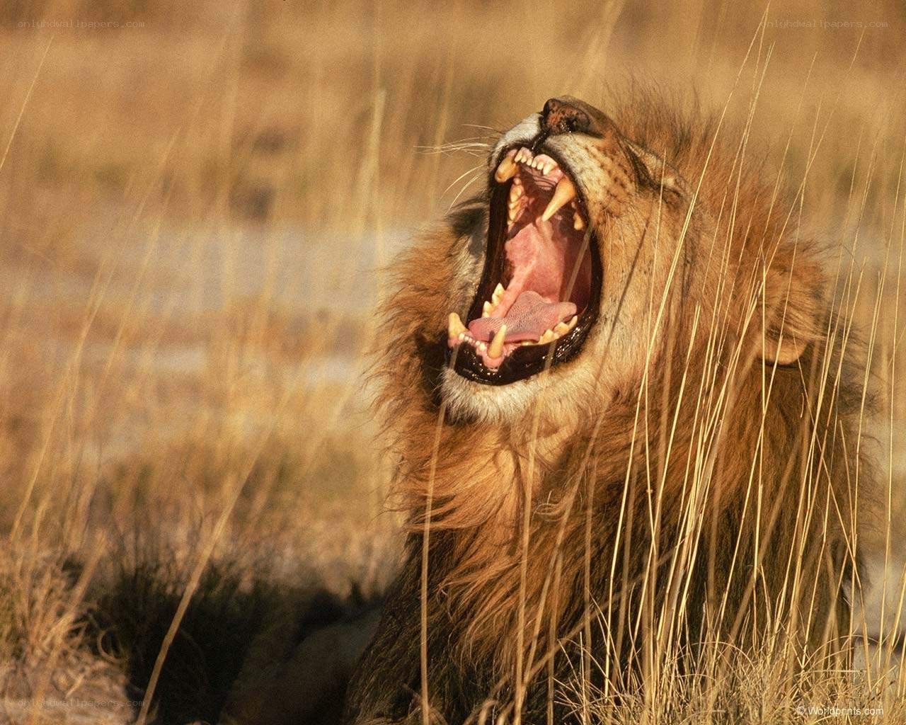 Lion roaring in tall grass
