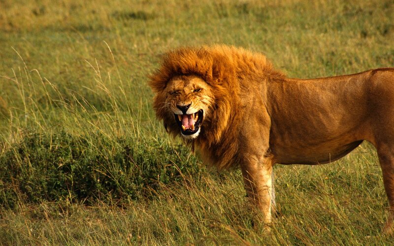 Lion roaring in the savanna
