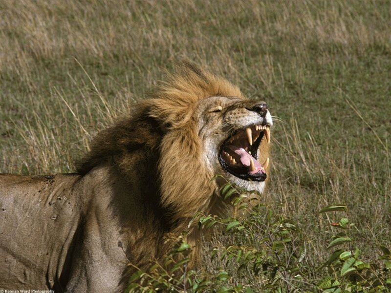 Lion roaring in the savanna
