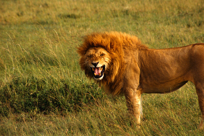 Lion roaring in the savanna