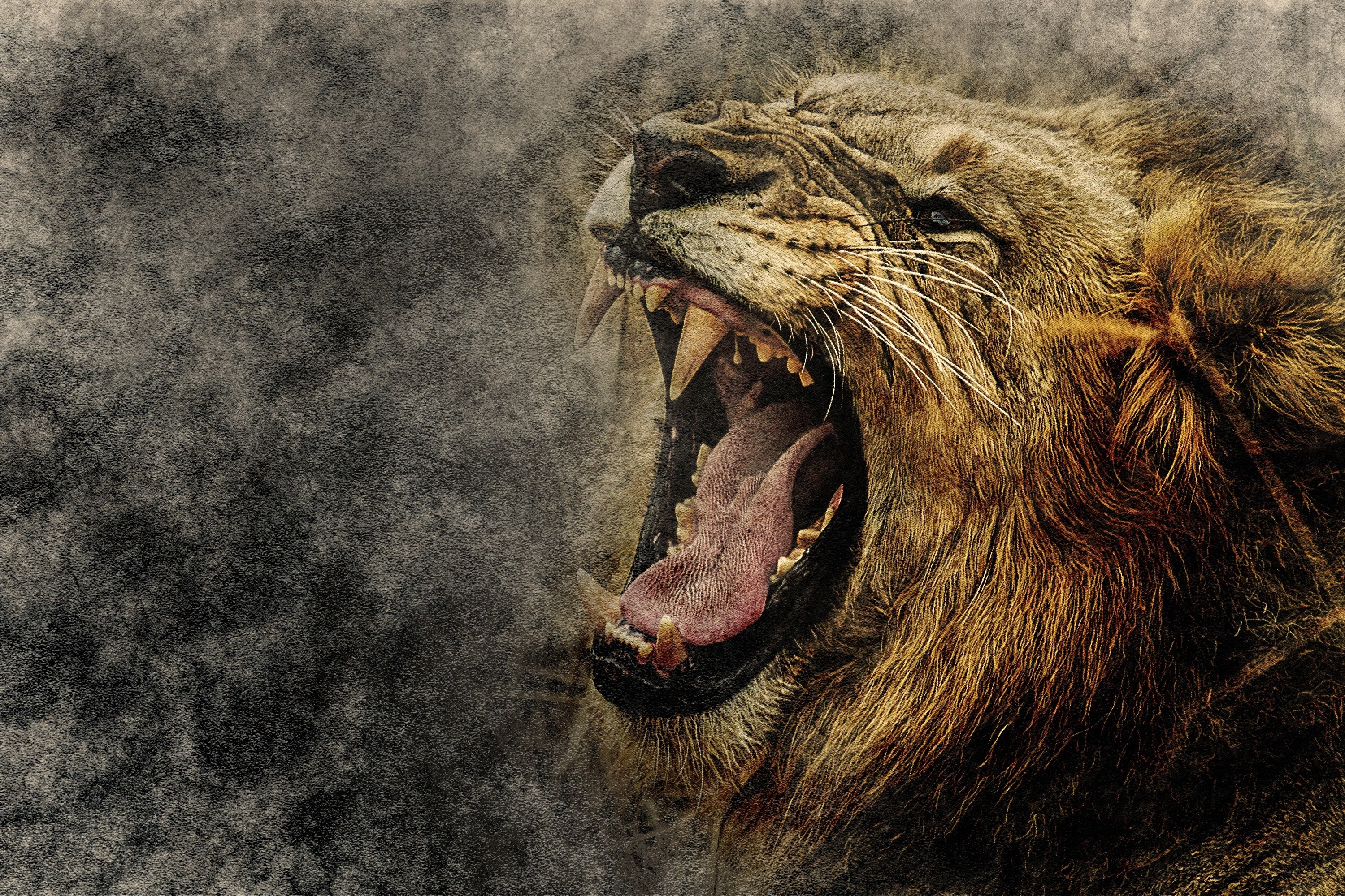 Lion roaring in the wild