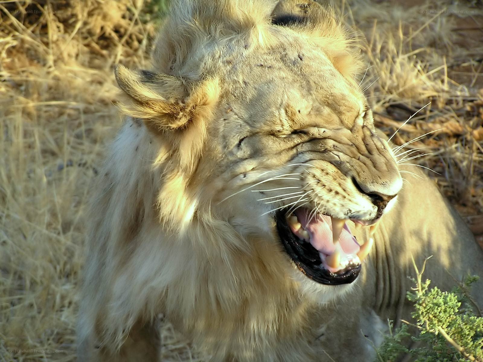 Lion roaring in the wild