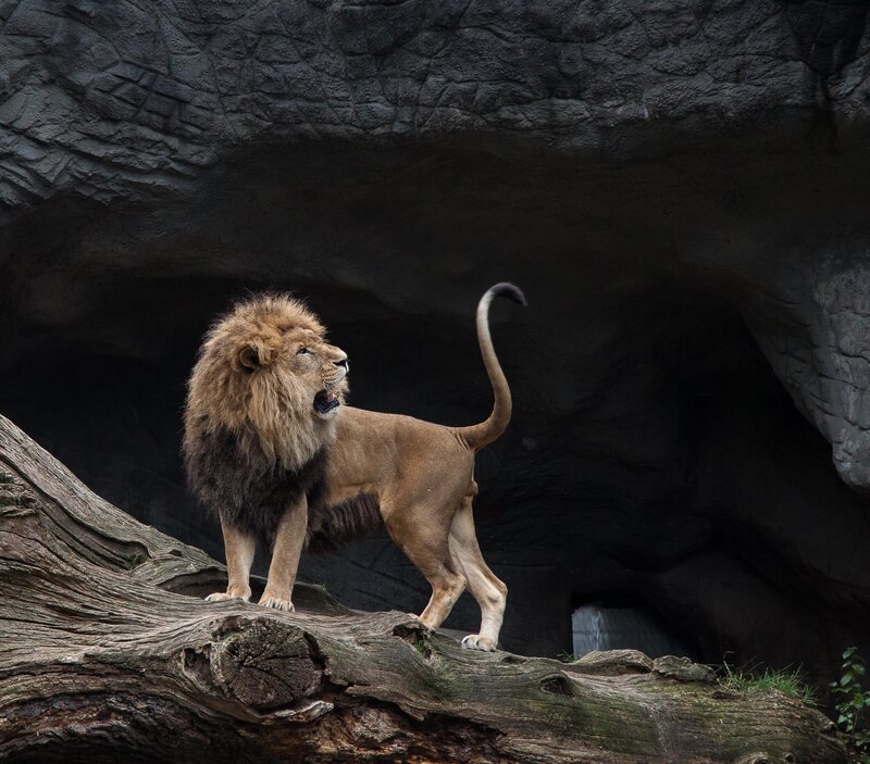Lion roaring on a log