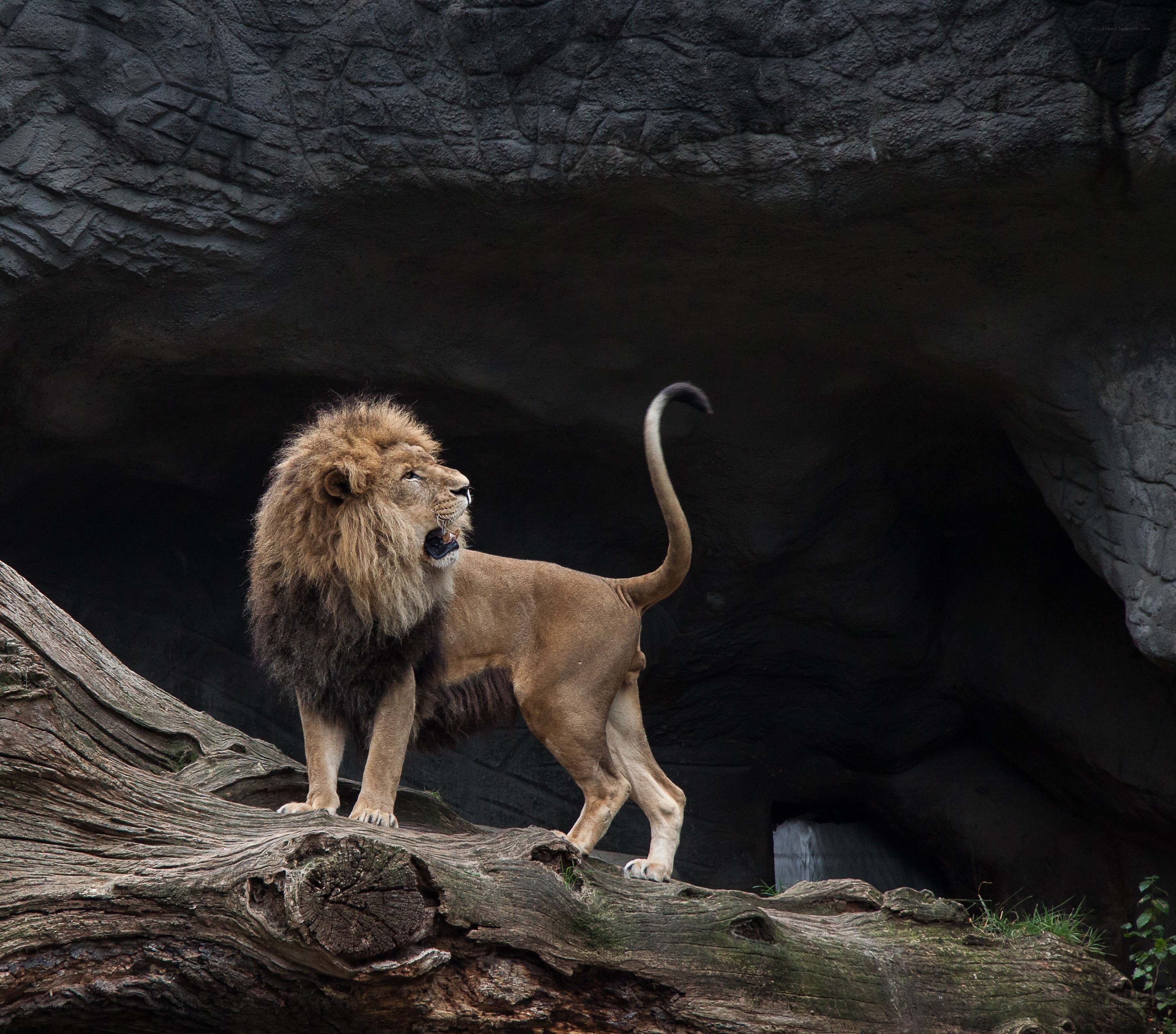 Lion roaring on a log