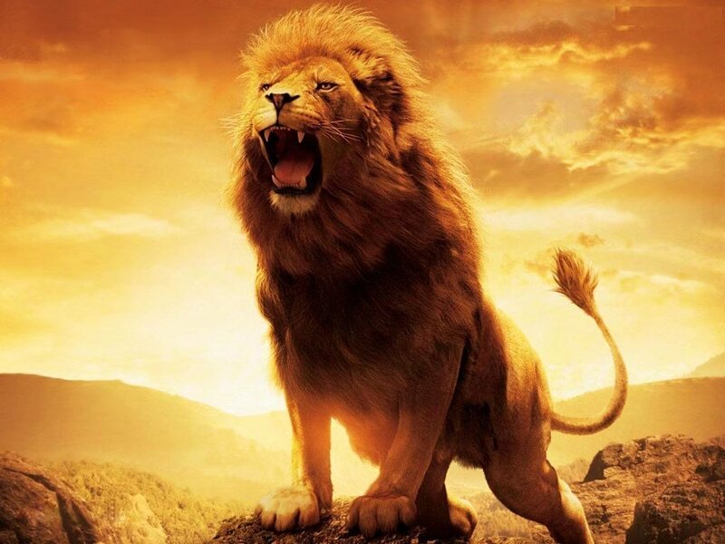 Lion Roaring on Rock — Gold