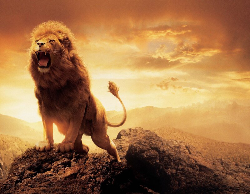 Lion Roaring on Rock — Orange, Dramatic, Sunset