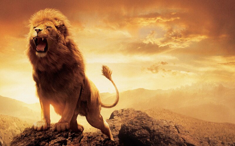 Lion Roaring on Rock — Orange, Dramatic