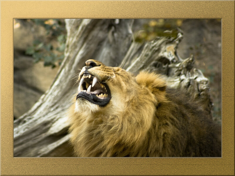 Lion Roaring