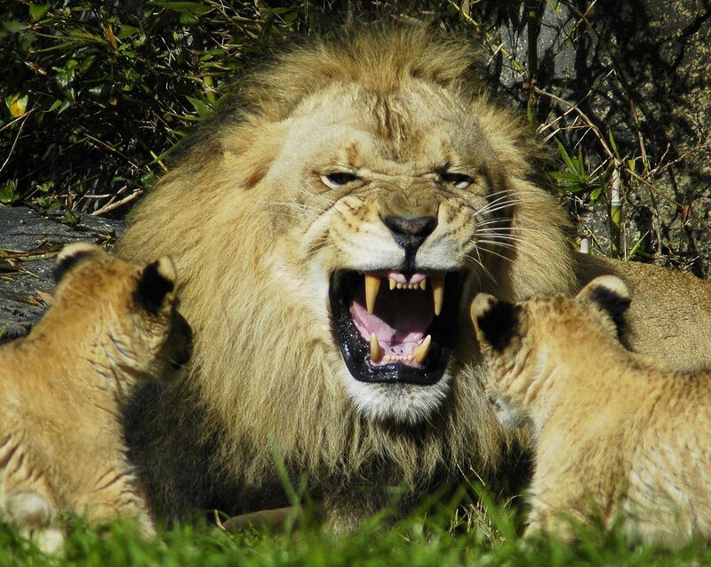 Lion roaring with cubs