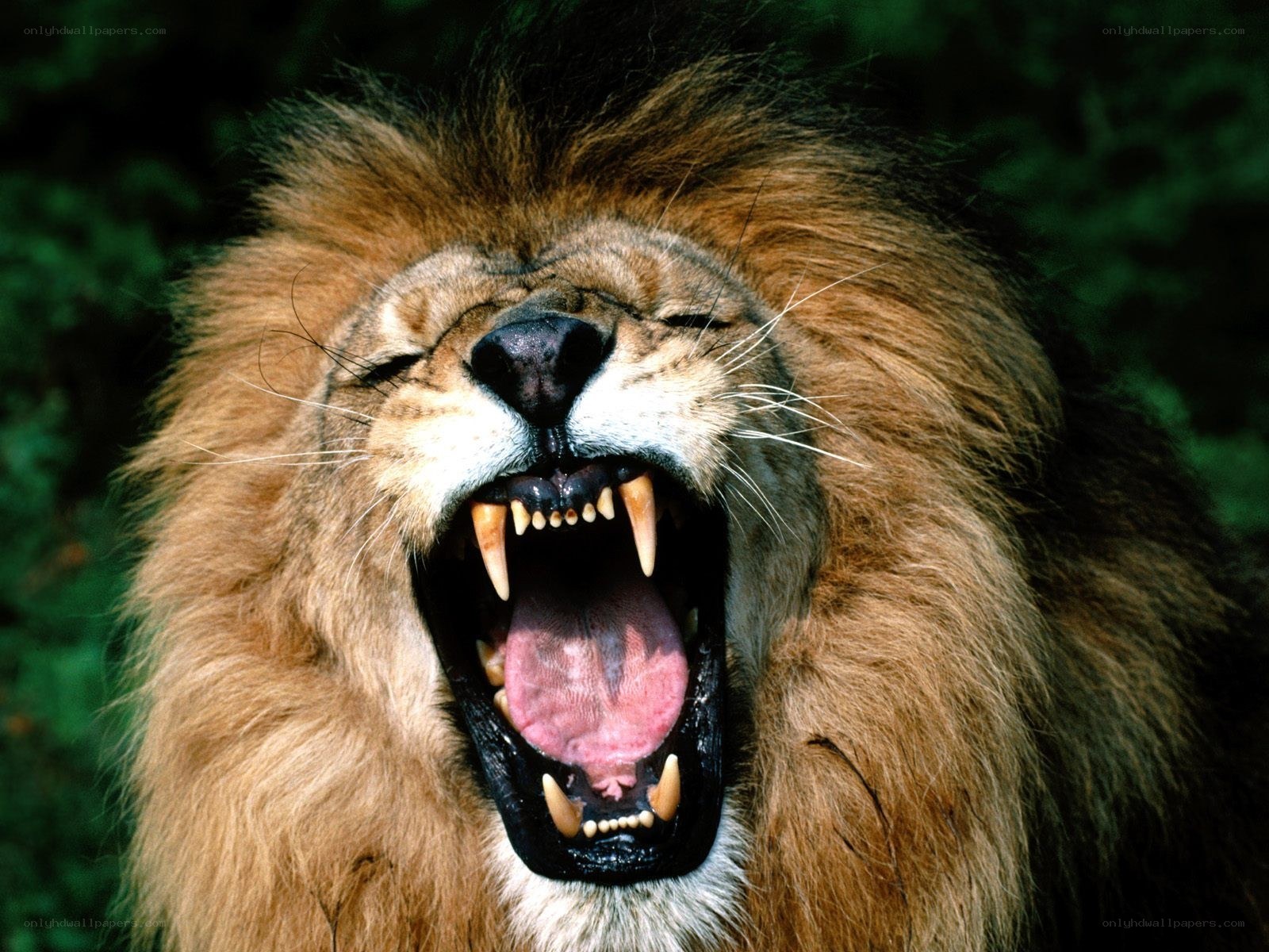Lion roaring with open mouth
