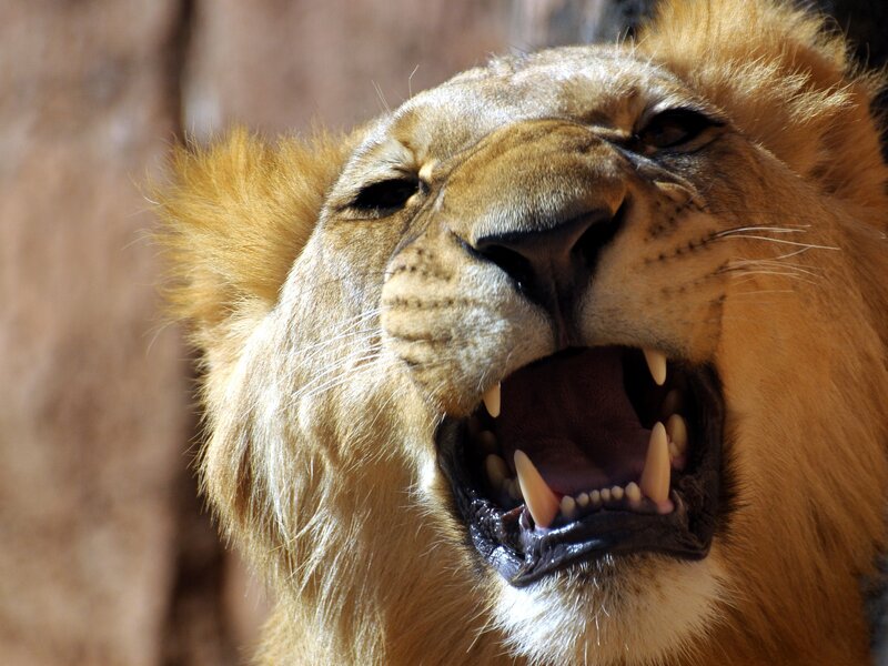 Lion roaring with open mouth