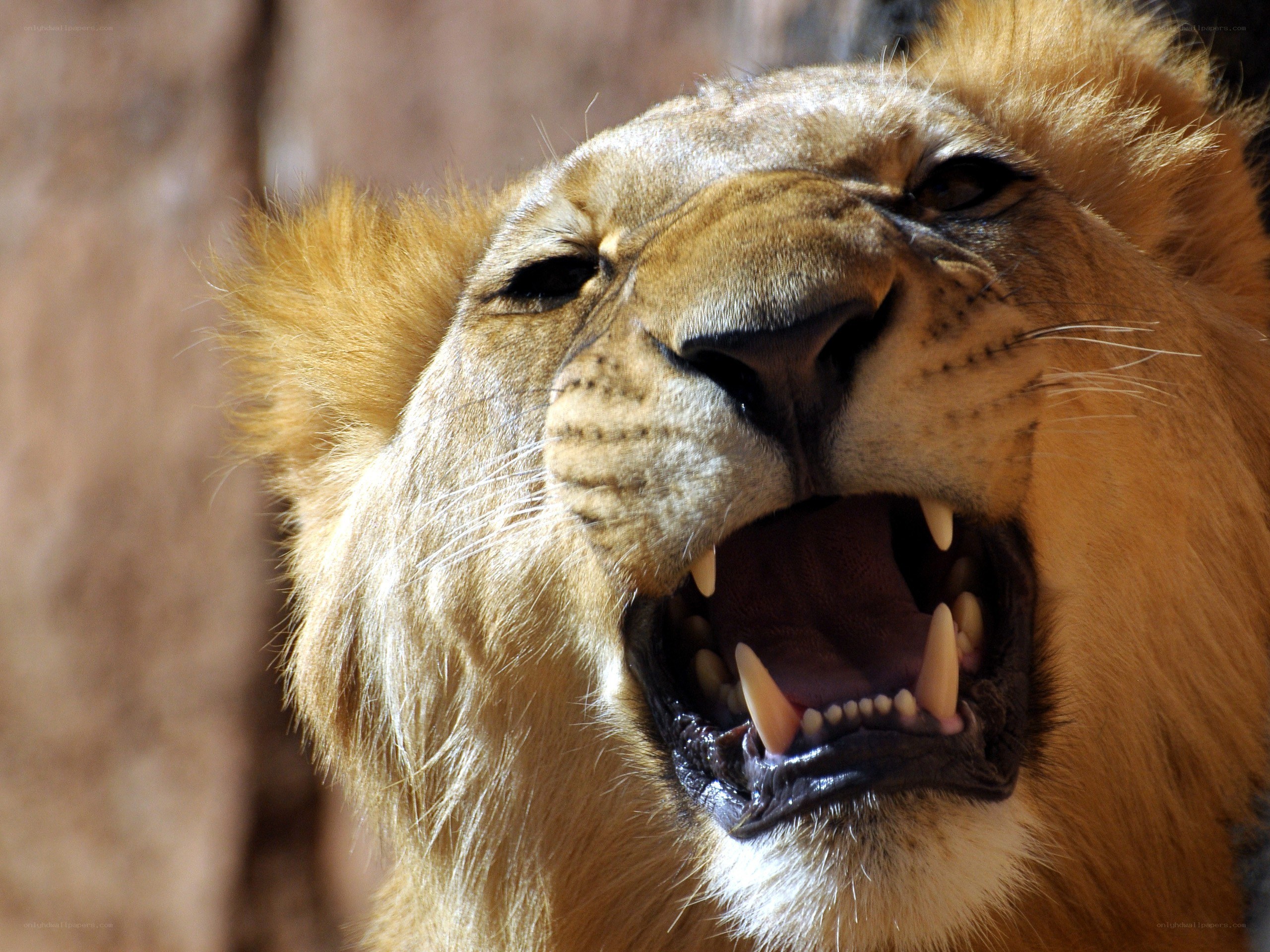 Lion roaring with open mouth