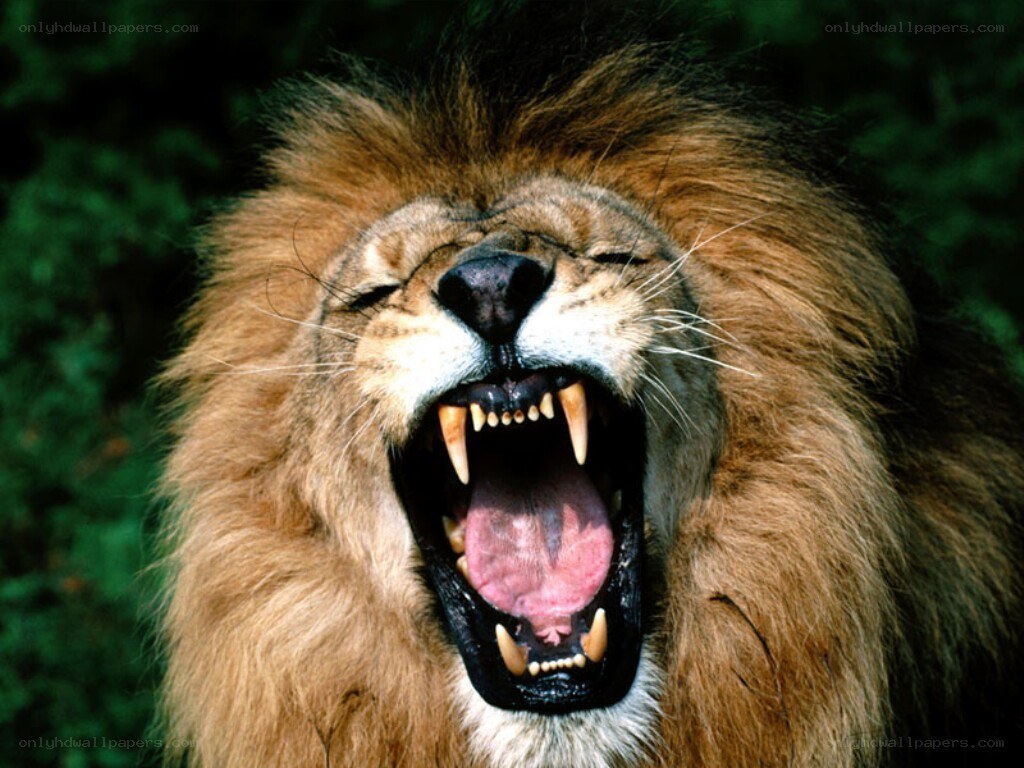 Lion roaring with open mouth