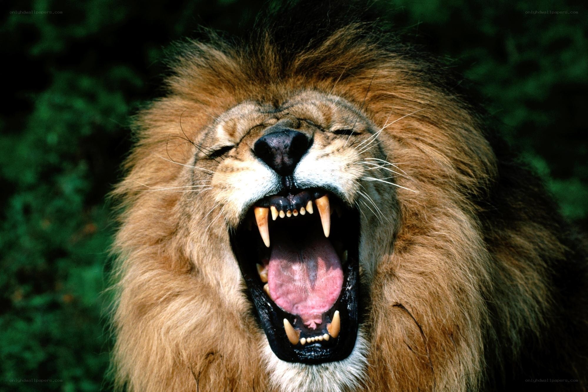 Lion roaring with open mouth