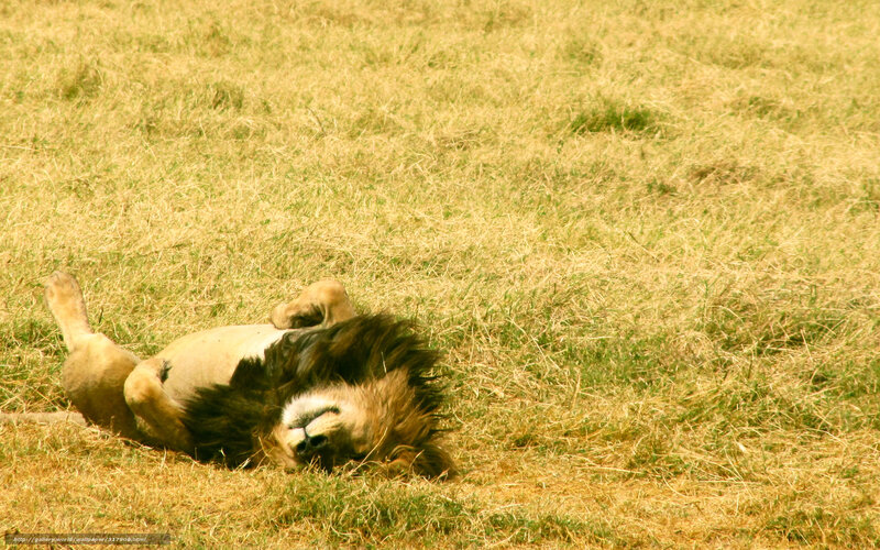 Lion Rolling in Grass