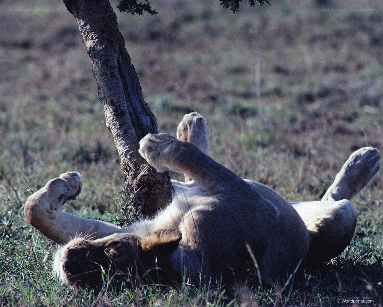 Lion rolling on its back