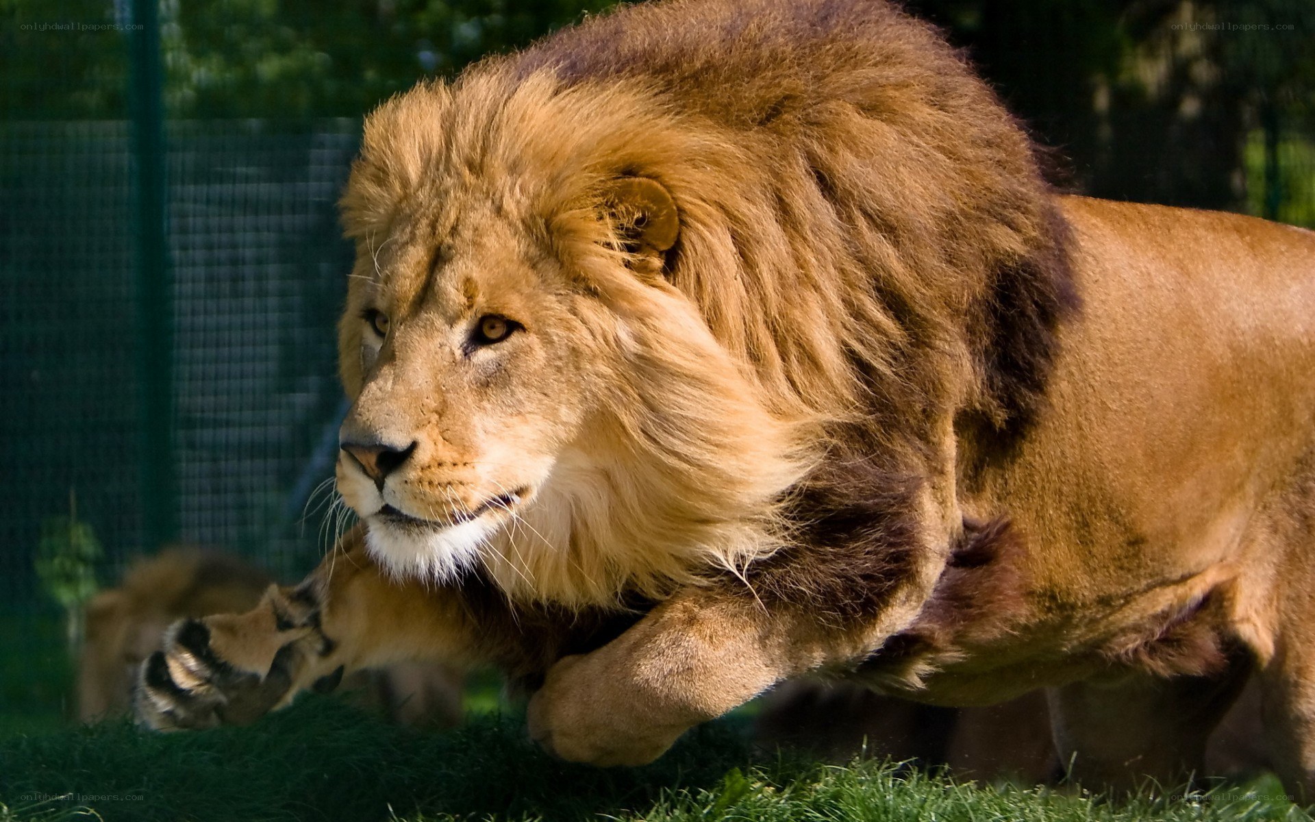 Lion running in enclosure