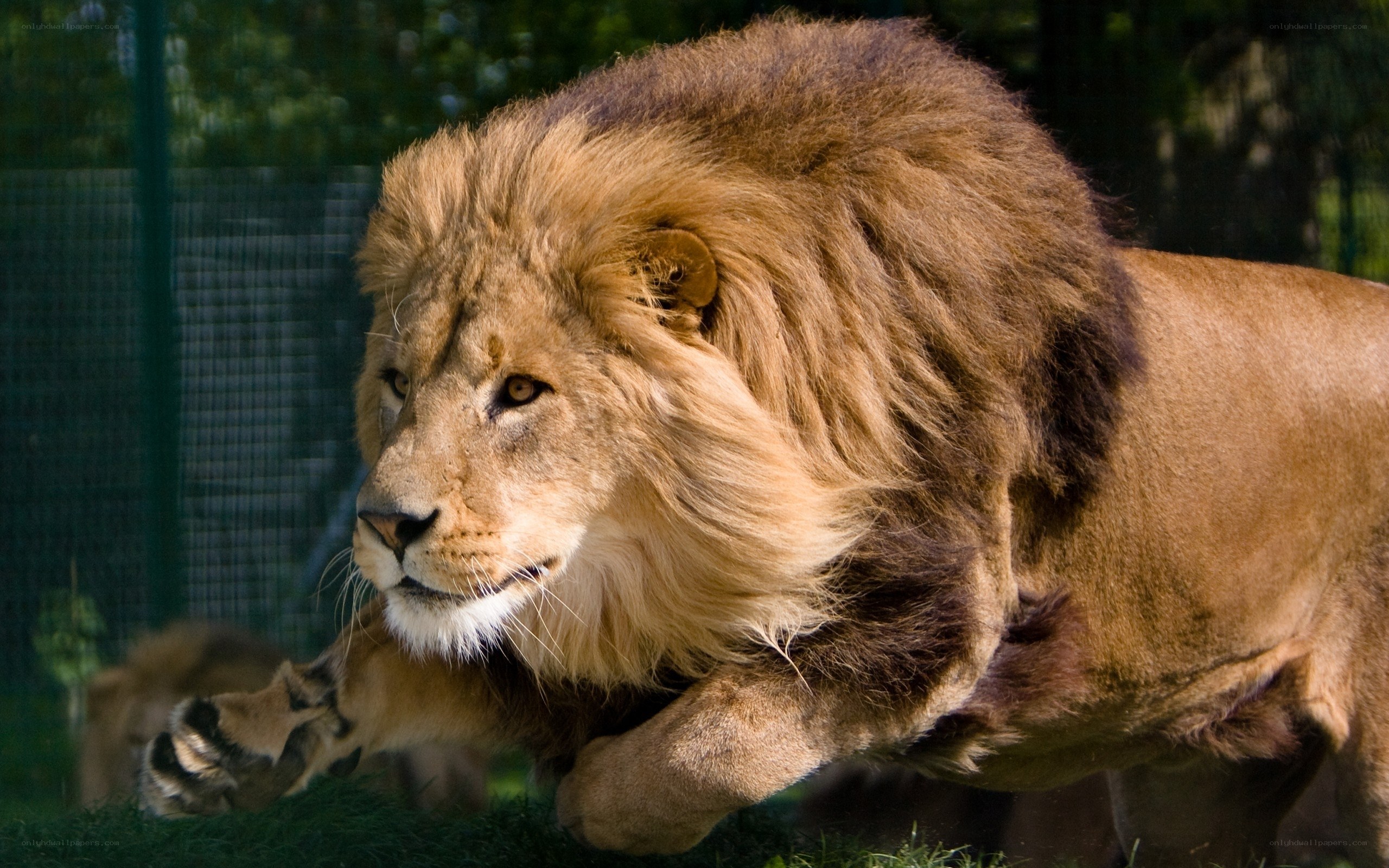 Lion running in enclosure