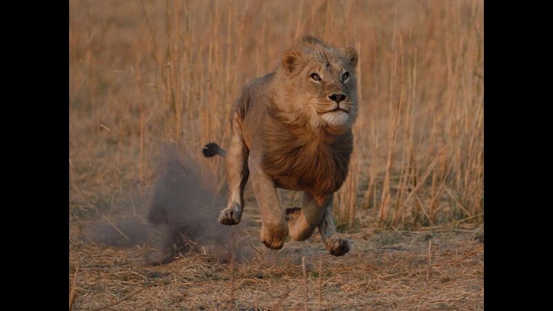 Lion Running in Field