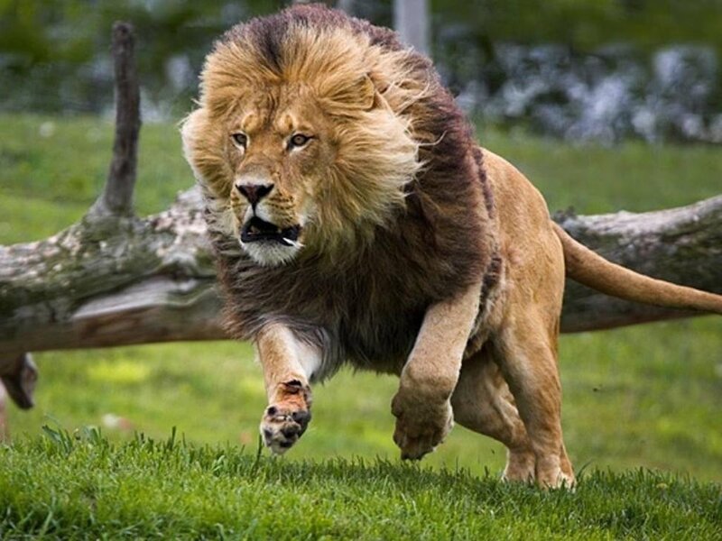 Lion running in grass