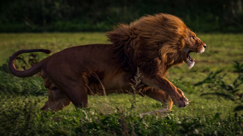 Lion Running in Grass — Green