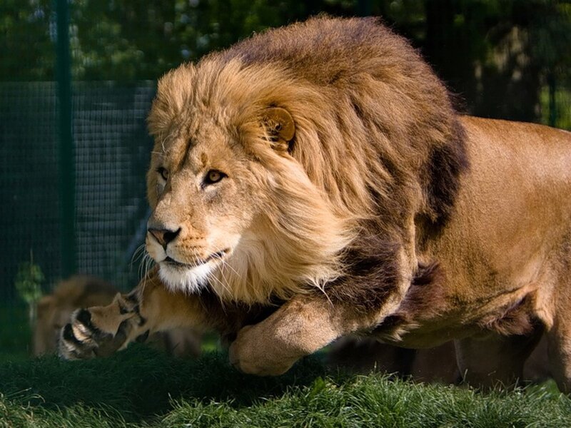 Lion running in grass